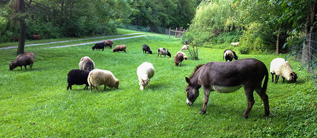 Animals