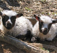lambs