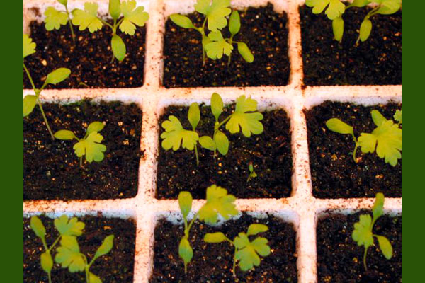 broccoli and cabbage seedlings can take light frosts so we set them broccoli and cabbage seedlings can take light frosts so we set them